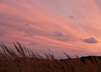 Low angle, sunset and plants in nature, sky and environment for tourism, countryside and growth. Empty, outdoor and clouds with location for vacation, ecology for sustainability and natural beauty