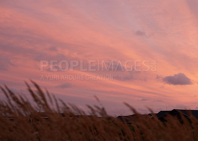 Buy stock photo Low angle, sunset and plants in nature, sky and environment with growth, countryside and landscape. Empty, outdoor and clouds with location for vacation, ecology for sustainability and natural beauty