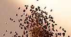 Roasted, falling and coffee beans with caffeine in studio background for blending, production and aroma. Espresso, granules or grinding process for powder texture, beverage ingredient and sustainable
