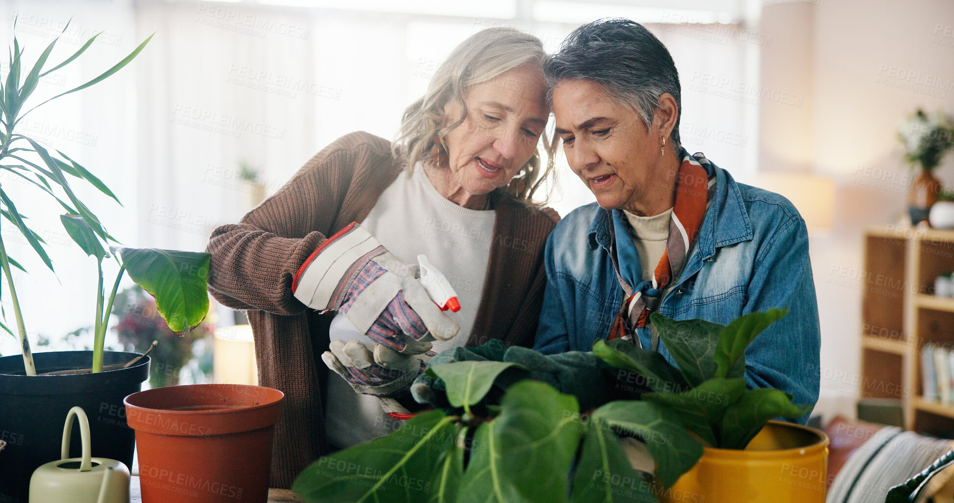 Buy stock photo Couple, spray bottle and old women in home, plants and conversation for gardening advice. Relationship, pensioner and senior people in lounge, discussion or natural growth with hydration or pesticide