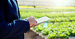 Agriculture, hands or person with tablet in greenhouse, horticulture research or pest control advice. Harvest report, farming or man with tech for plant growth site, crop info or sustainability tips