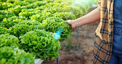 Buy stock photo Agriculture, leaf and hands in greenhouse with inspection, quality review and stock control in sustainable. Growth, farming and person with plants, check and maintenance in organic production