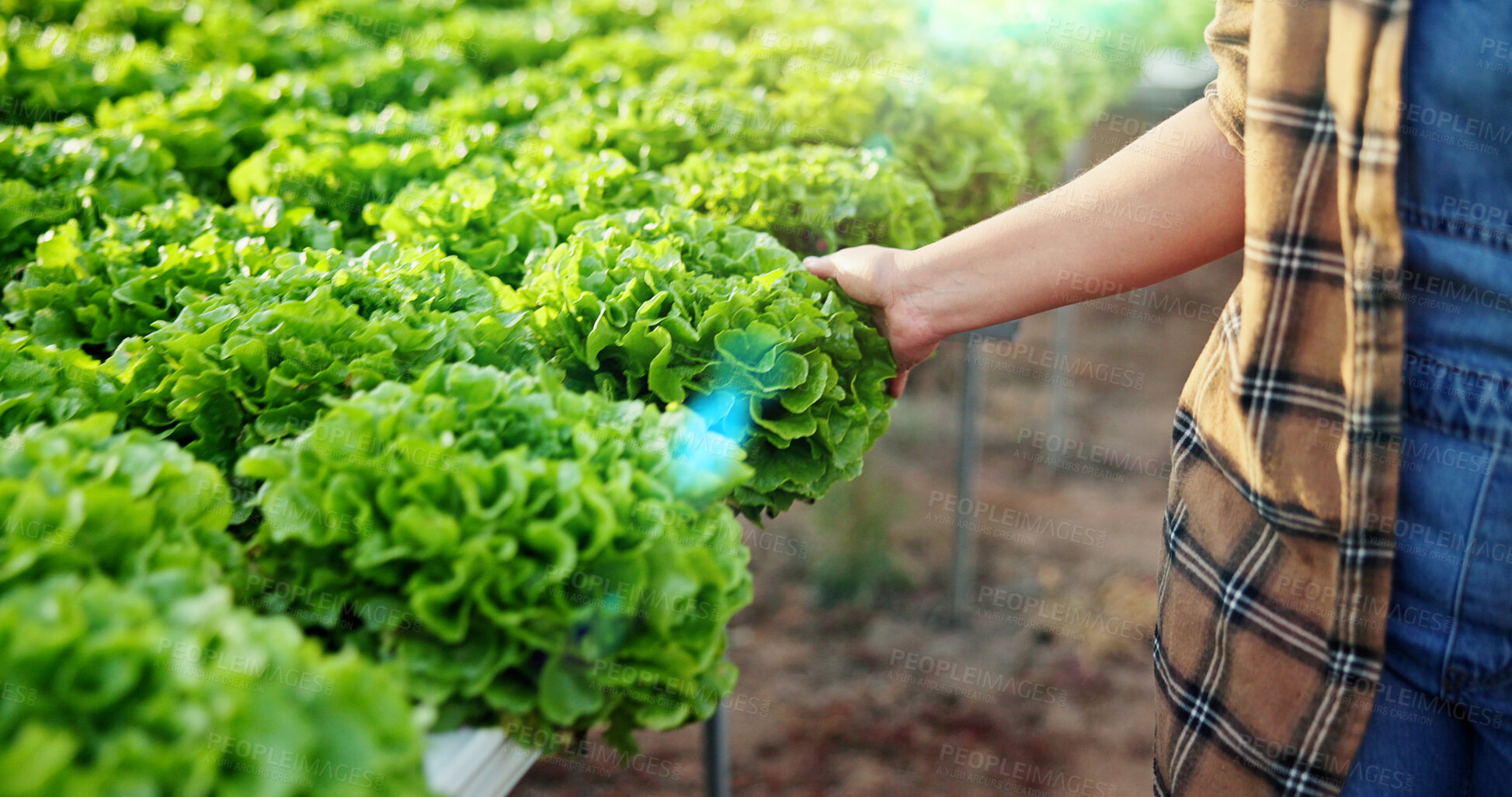 Buy stock photo Agriculture, leaf and hands in greenhouse with inspection, quality review and stock control in sustainable. Growth, farming and person with plants, check and maintenance in organic production