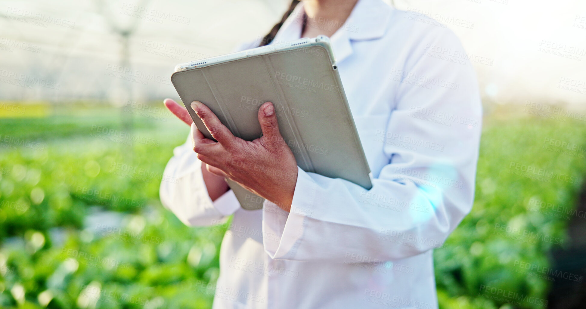Buy stock photo Agriculture, scientist or hands with tablet in greenhouse, plant genetics research or gmo production. Farming, biology or person with innovation for food security, tech or crop development report