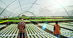 Farmer, team and inspection in greenhouse for agriculture, sustainability and harvest. Farm, people and vegetables with agro business for healthy crops, quality control or hydroponics produce