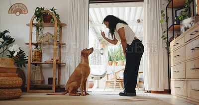 Buy stock photo Woman, point and dog training in home with lesson, animal care and companion for bonding together. Person, gesture and teaching trick in house with pet, mental stimulation and learning good behavior.