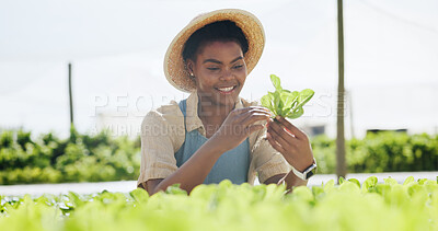 Buy stock photo Farmer, woman and crop inspection outdoor for leaf growth, food production and quality assurance. Agribusiness, happy black person or monitor lettuce on farm for development, pest control and health