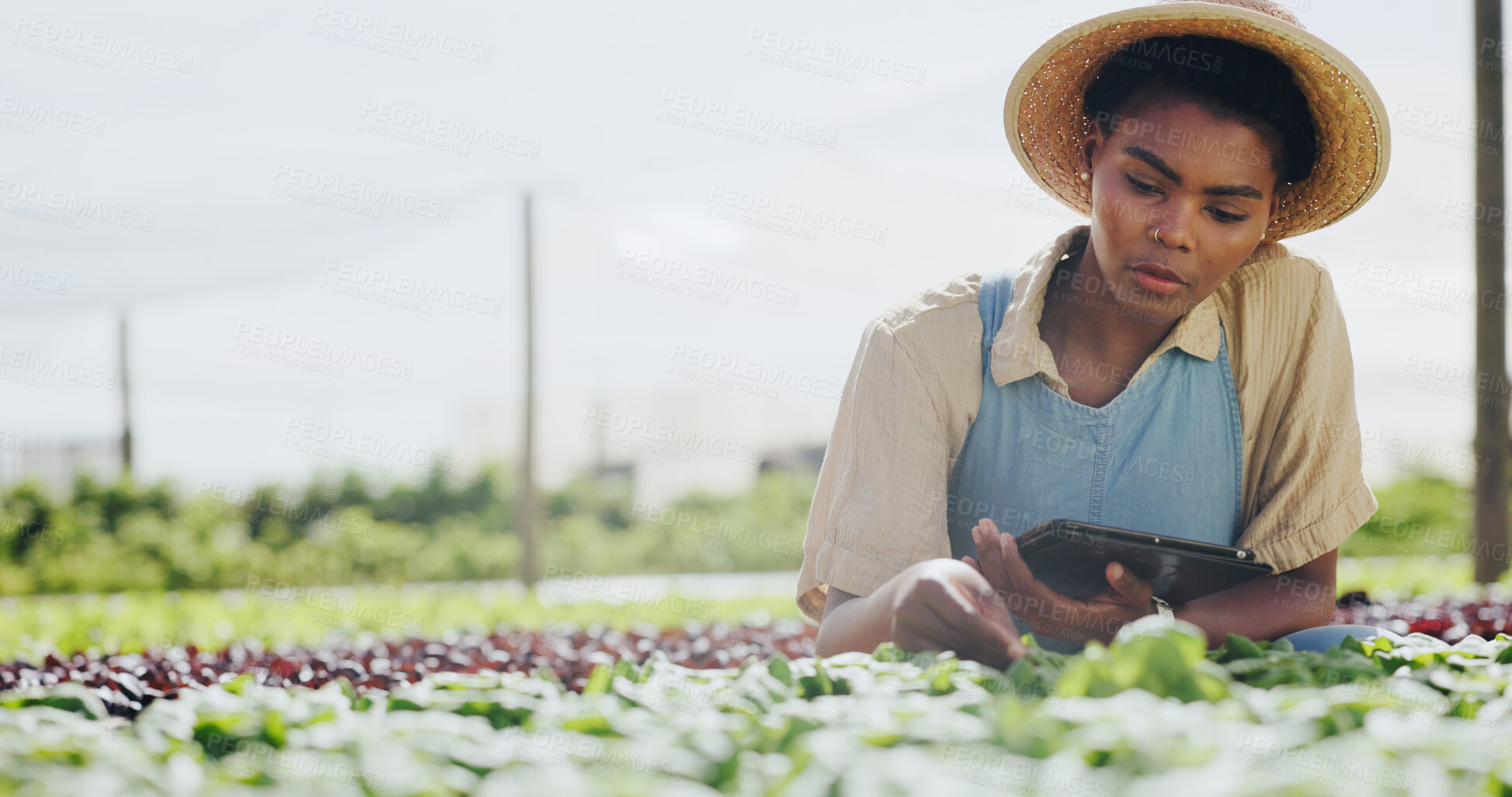 Buy stock photo Farmer, woman or crop inspection with tablet for plant growth, food production or reporting. Sustainable business, black person or digital app on farm for vegetable progress, record results and space