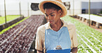 Farmer, clipboard and crop inspection in greenhouse for plant growth, quality control or reporting. Sustainable business, black woman or checklist on farm for vegetable progress, development or notes