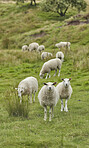Sheep, flock and livestock with grass field for agriculture, natural growth or food production. Pack, group or animals with greenery in habitat or countryside for cattle or sustainable farming land