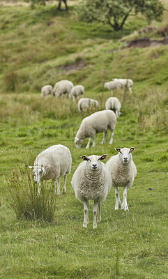 Buy stock photo Sheep, flock and livestock with grass field for agriculture, natural growth or food production. Pack, group or animals with greenery in habitat or countryside for cattle or sustainable farming land