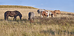 Wildlife, herd and horses grazing in field for digestion, ecosystem health or conservation. Agriculture, feral animals or eating shrubs in grass terrain for land management, biodiversity or nutrition