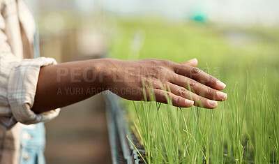 Buy stock photo Agriculture, plants and hand with growth, inspection or quality control in organic greenhouse. Sustainability, farmer and woman with touch, agro maintenance and crop check for produce management