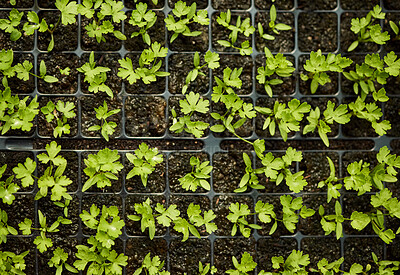 Buy stock photo Plants, growth and above in greenhouse for eco friendly, sustainable and sprout in agro business. Crops, soil and tray with healthy environment for food production, farming or agriculture fertilizer