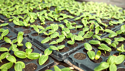 Buy stock photo Plants, growth and farming with tray for eco friendly, sustainable and sprout in agro business. Crops, soil and vegetable leaves in healthy environment for food production, greenhouse or agriculture