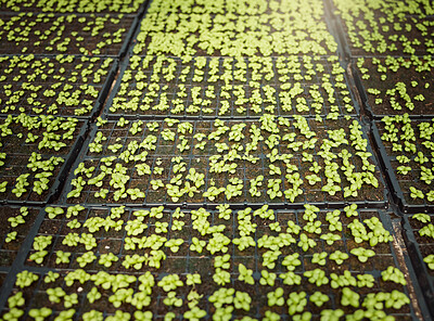 Buy stock photo Agriculture, soil and plants in greenhouse for growth, nature and eco friendly sprout with harvest. Crops, farming and leaves with fertilizer in environment for natural production with sustainability
