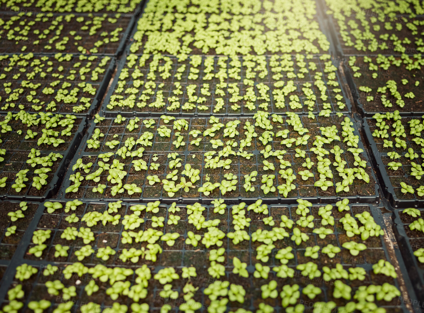 Buy stock photo Agriculture, soil and plants in greenhouse for growth, nature and eco friendly sprout with harvest. Crops, farming and leaves with fertilizer in environment for natural production with sustainability