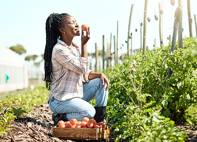 Buy stock photo Smell, tomato and black woman with farming, agriculture or eco friendly produce for quality. Growth, fresh and happy farmer or supplier harvesting with crate for organic vegetables, food or crops