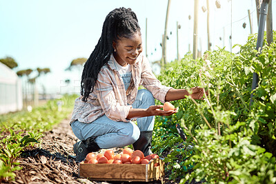 Buy stock photo Crate, tomatoes and black woman with harvest for farming, sustainability or agro business. Outdoor, plants and happy farmer or supplier with organic vegetables, growth and produce box for agriculture