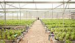 A collection of plants in a farm greenhouse. Plants growing in a greenhouse. Sprouts growing in an outdoor farm. Empty vegetable farm. Saplings growing in a garden