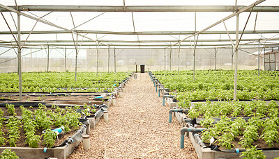 Buy stock photo Sustainable, soil and vegetables in greenhouse for growth, nature and eco friendly sprout with harvest. Crops, farming and produce with fertilizer in nursery for natural production with agribusiness.