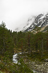 Beautiful mountain forest landscape snow river valley forest travel in nature