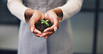 Woman, hands and plant with soil for natural growth, nurture or eco friendly business in office. Female person, employee or progress with sapling, seed or sprout for conservation or development