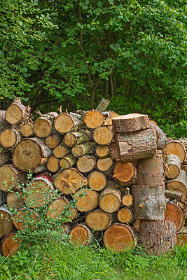 Buy stock photo Trees, trunk and chopped wood in forest for deforestation, ecology destruction or natural resources. Woodland, soil erosion and timber harvest from environment damage, biodiversity loss and pollution