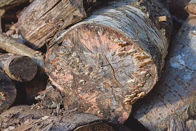 Buy stock photo Trees, trunk and harvest of wood industry for deforestation, forest destruction or natural resources. Woodland, collection and timber forestry from environment damage, biodiversity loss and pollution