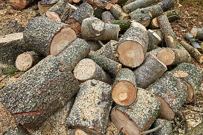 Buy stock photo Tree, harvest and chopped wood in forest for deforestation, outdoor destruction and collection. Woodland, natural resources or timber forestry from environment damage, biodiversity loss and pollution