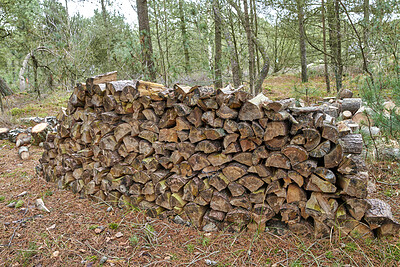 Buy stock photo Tree, harvest and wood in forest for deforestation, outdoor destruction and timber collection. Woodland, natural resources and forestry planks from environment damage, biodiversity loss and pollution
