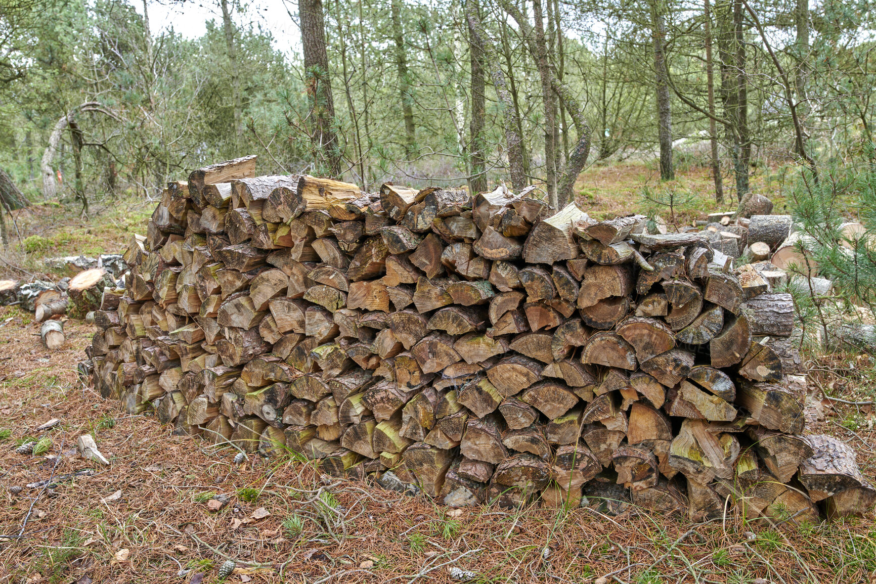 Buy stock photo Tree, harvest and wood in forest for deforestation, outdoor destruction and timber collection. Woodland, natural resources and forestry planks from environment damage, biodiversity loss and pollution