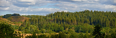 Buy stock photo Hill, trees and landscape of forest in nature for natural habitat, conservation and vegetation. Banner, woods and sky in green environment for ecological location, outdoor or countryside scenery