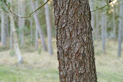 Buy stock photo Tree, forest and bark with texture in nature for seasonal change, moisture or humidity in wilderness. Empty, branches and ecology with natural growth of weathered trunk or environment in woods