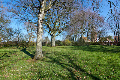 Buy stock photo Blue sky, grass and trees outdoor in forest for earth conservation, sustainability or landscape. Spring, nature and  bark for eco friendly environment with lawn, leaves and greenery in countryside.