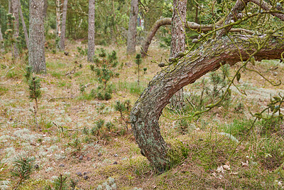 Buy stock photo Nature, plants and tree outdoor in forest for earth conservation, sustainability or landscape. Spring, natural and  bark for eco friendly environment with lawn, leaves and greenery in countryside.