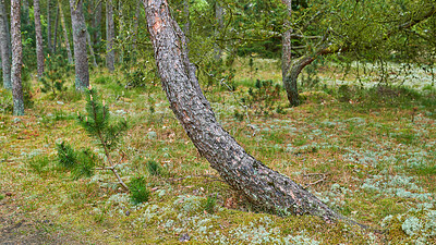 Buy stock photo Nature, tree and trunk with landscape in forest for conservation, natural habitat and ecosystem. Sustainability,  woods and bark with shrubs in green environment for biodiversity, ecology and growth