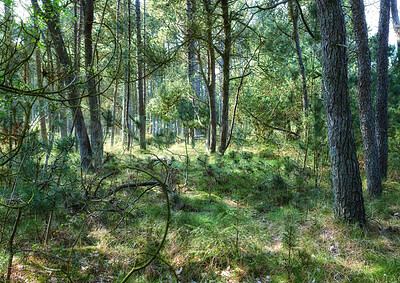 Buy stock photo Nature, plants and tree outdoor in woods for earth conservation, sustainability or landscape. Spring, natural and  bark for eco friendly environment with lawn, leaves and greenery in countryside.