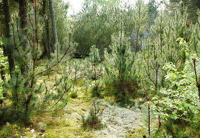 Buy stock photo Nature, field and tree outdoor in forest for earth conservation, sustainability or landscape. Spring, natural and  bark for eco friendly environment with lawn, leaves and greenery in countryside.