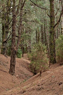 Buy stock photo Nature, greenery and trees in woods by grass for earth conservation, sustainability or landscape. Spring, natural and  bark for eco friendly environment with lawn, leaves and plants in countryside.