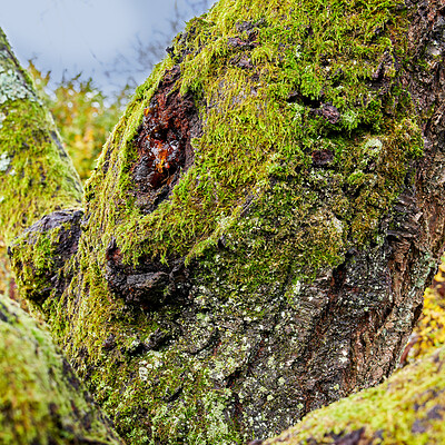 Buy stock photo Closeup, forest and tree with moss on bark in nature, growth and trunk for sustainability in environment. Ecosystem, plants and eco friendly agroforestry, woods or organic timber production in winter