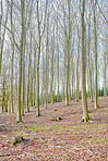 Trees of all types and seasons. A  beautiful world of differences