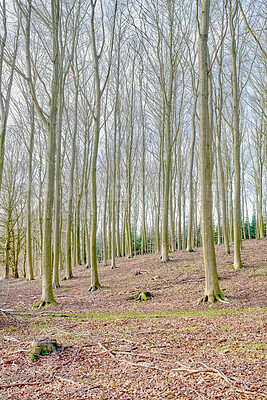 Buy stock photo Landscape, forest and pine trees in nature, bark or trunk for sustainability with environment in spring. Ecosystem, plants and leaves for eco friendly agroforestry, woods or organic timber production