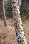 Trees of all types and seasons. A  beautiful world of differences