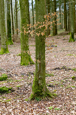 Buy stock photo Landscape, autumn and trunk of trees in forest for carbon storage, woodland habitat and ecosystem. Sustainability,  woods and moss on bark in natural environment for biodiversity, ecology and growth