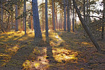 Trees of all types and seasons. A  beautiful world of differences
