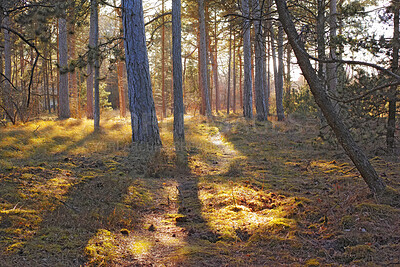 Buy stock photo Landscape, pine tree and trunk with forest sunshine for woodland habitat, ecosystem or ecology. Eco friendly,  woods and bark with grass in natural environment for biodiversity, fresh air and shrubs