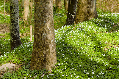 Buy stock photo Botanical, flowers or tree branch in forest with growth, habitat or root structure in ecology. Conservation, trunk or plants with development, natural landscape or greenery in outdoor environment.