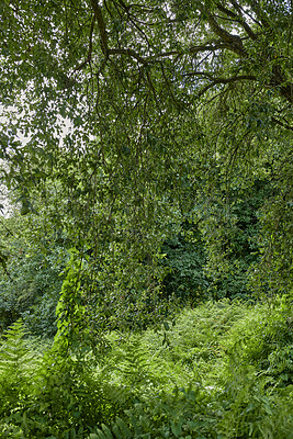 Buy stock photo Foliage, trees and leaves of forest in nature for natural habitat, conservation and biodiversity. Ecosystem, woods and weeping willow in environment for sustainability, vegetation growth and ecology