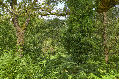 Buy stock photo Trees, woods and fern with leaves in nature, canopy or sustainability with foliage in environment. Ecosystem, plants and branches for eco friendly agroforestry, outdoor or organic timber production